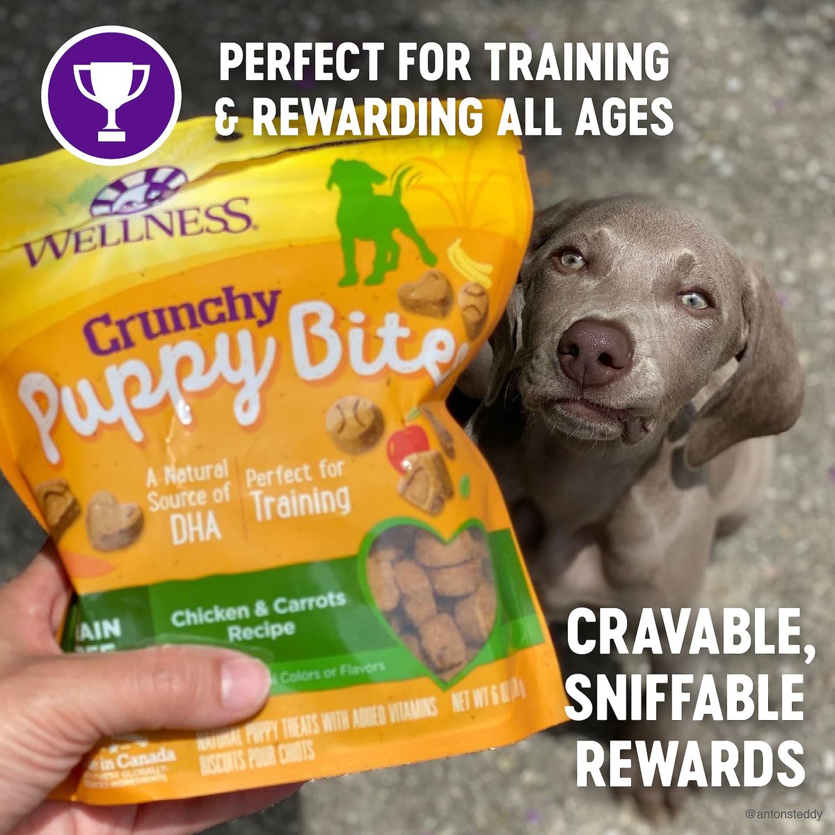 Wellness Crunchy Puppy Bites Chicken and Carrots Recipe Grain-Free Dog Treats