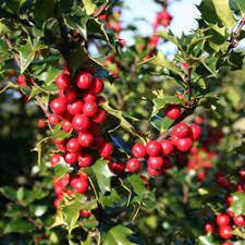 Online Orchards 1 Gal. Red Beauty Holly Shrub Symmetrical Grower with Rich Glossy Leaves and Abundant Bright Red Berries EGHY002