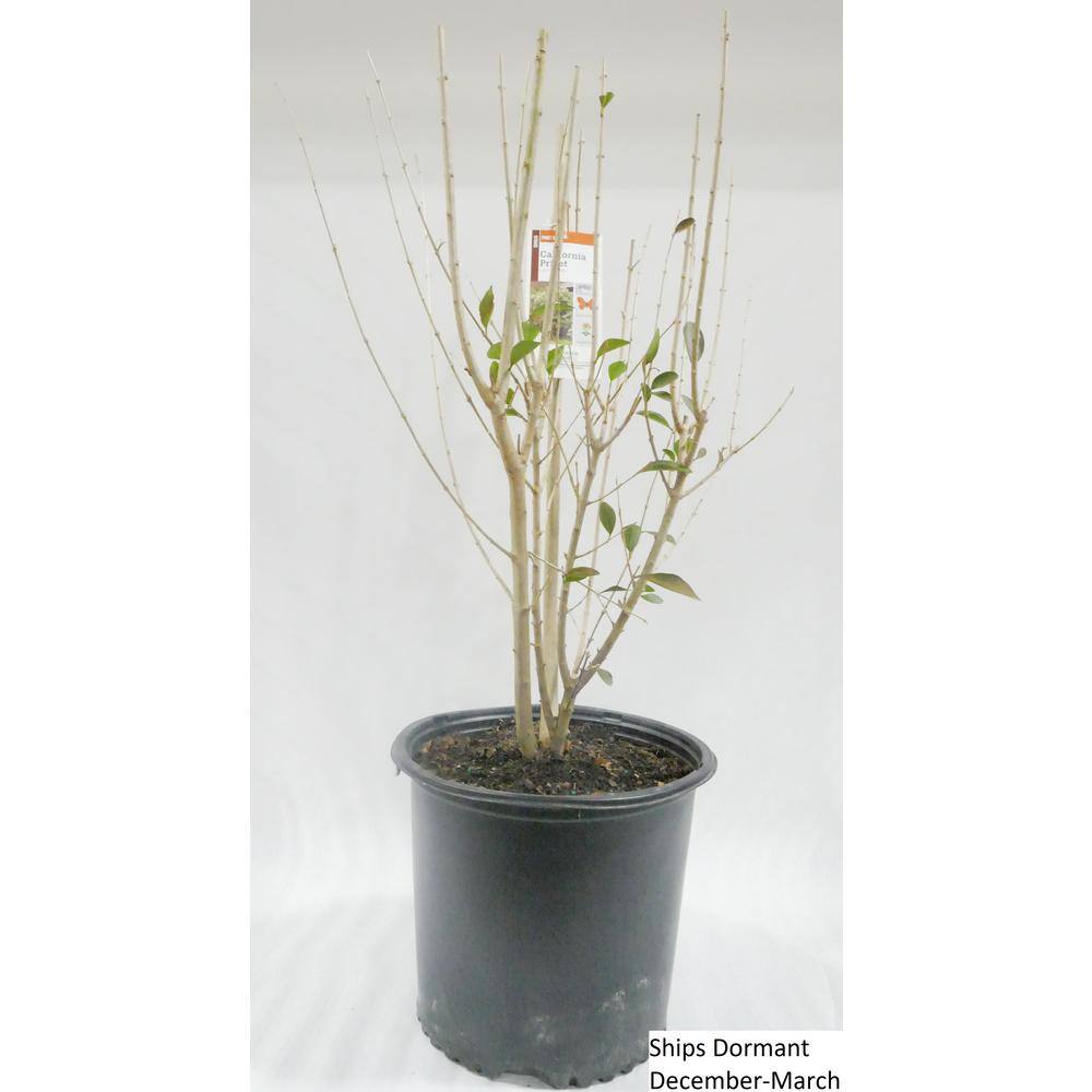 BELL NURSERY 3 Gal. California Privet (Ligustrum) Flowering Live Shrub with White Flowers LIGUS3OVA1PK