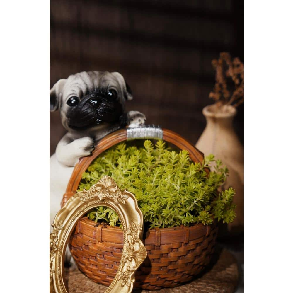 Cesicia Non-Fragrant Live Gold Moss Sedum Planter Pet-Safe (5-Piece) RichM814Cacti02