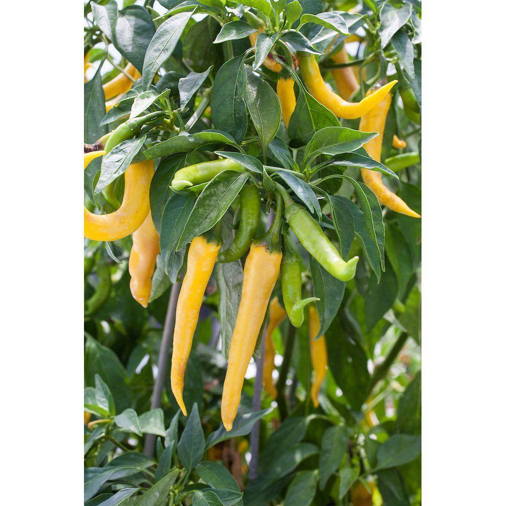 Bonnie Plants 19 oz. Hot Golden Cayenne Pepper Plant 2201