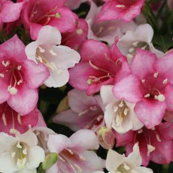 PROVEN WINNERS 4.5 in. Qt. Czechmark Trilogy (Weigela) Live Shrub White Pink and Red Flowers WEIPRC1217800