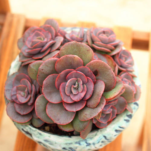 Succulent Echeveria 'Suyon' ， Rosette Succulent in 4