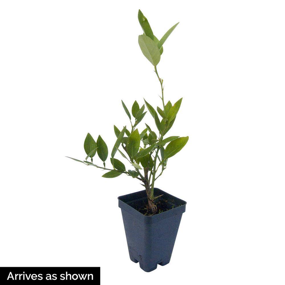 Gurney's 4 in. Pot Dwarf Key Lime Tree Live Tropical Plant White Flowers Mature to Green Fruit (1-Pack) 77301
