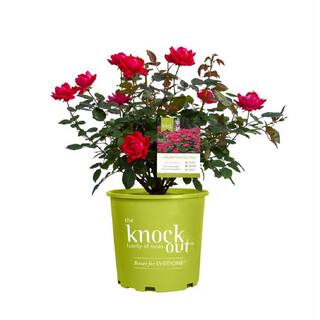 KNOCK OUT 2 Gal. Red Double Knock Out Rose Bush with Red Flowers 19746