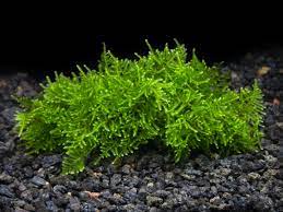 Christmas Moss Vesicularia Portion Live Aquarium Plants BUY2 GET1 FREE