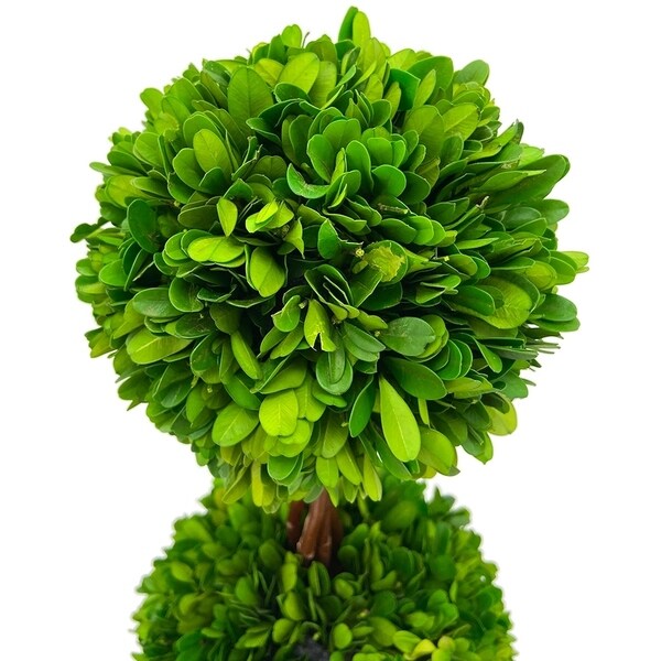 Modern Home Real Preserved Boxwood Double Ball Topiary