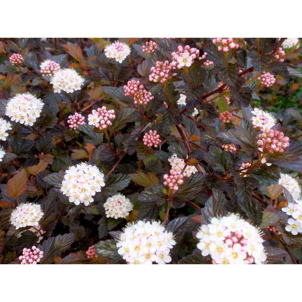Online Orchards 1 Gal. Summer Wine Ninebark Shrub SBNB003
