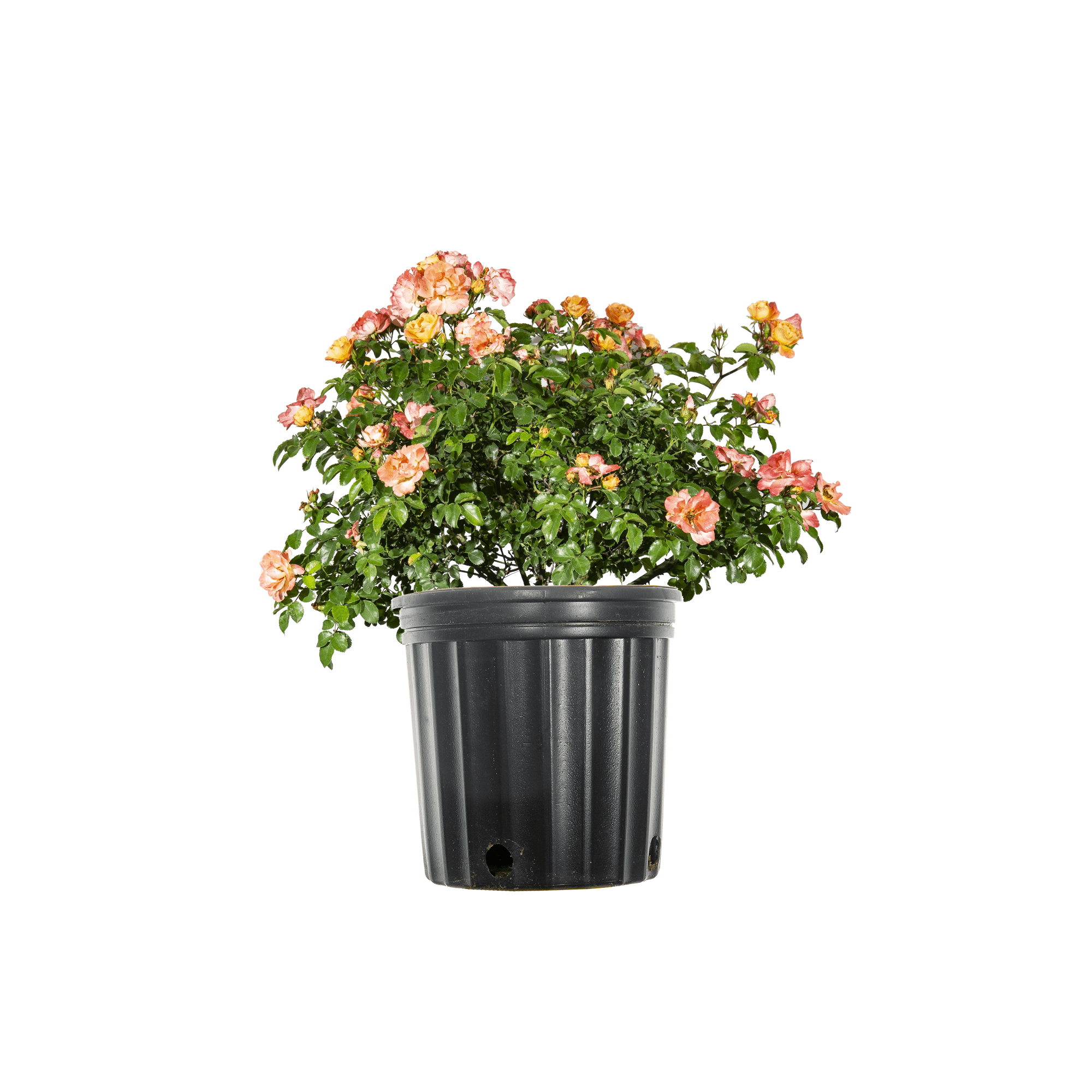 1 Gal. Peach Drift Rose Bush - Reblooming Peach Colored Roses