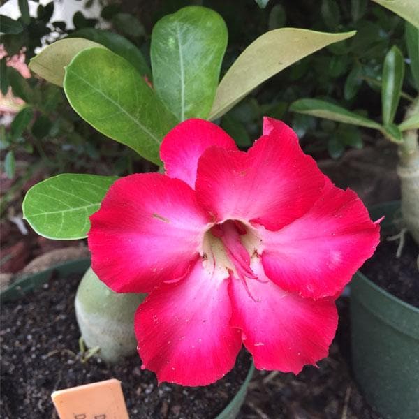 Adenium Plant, Desert Rose (Pink Double) - Plant