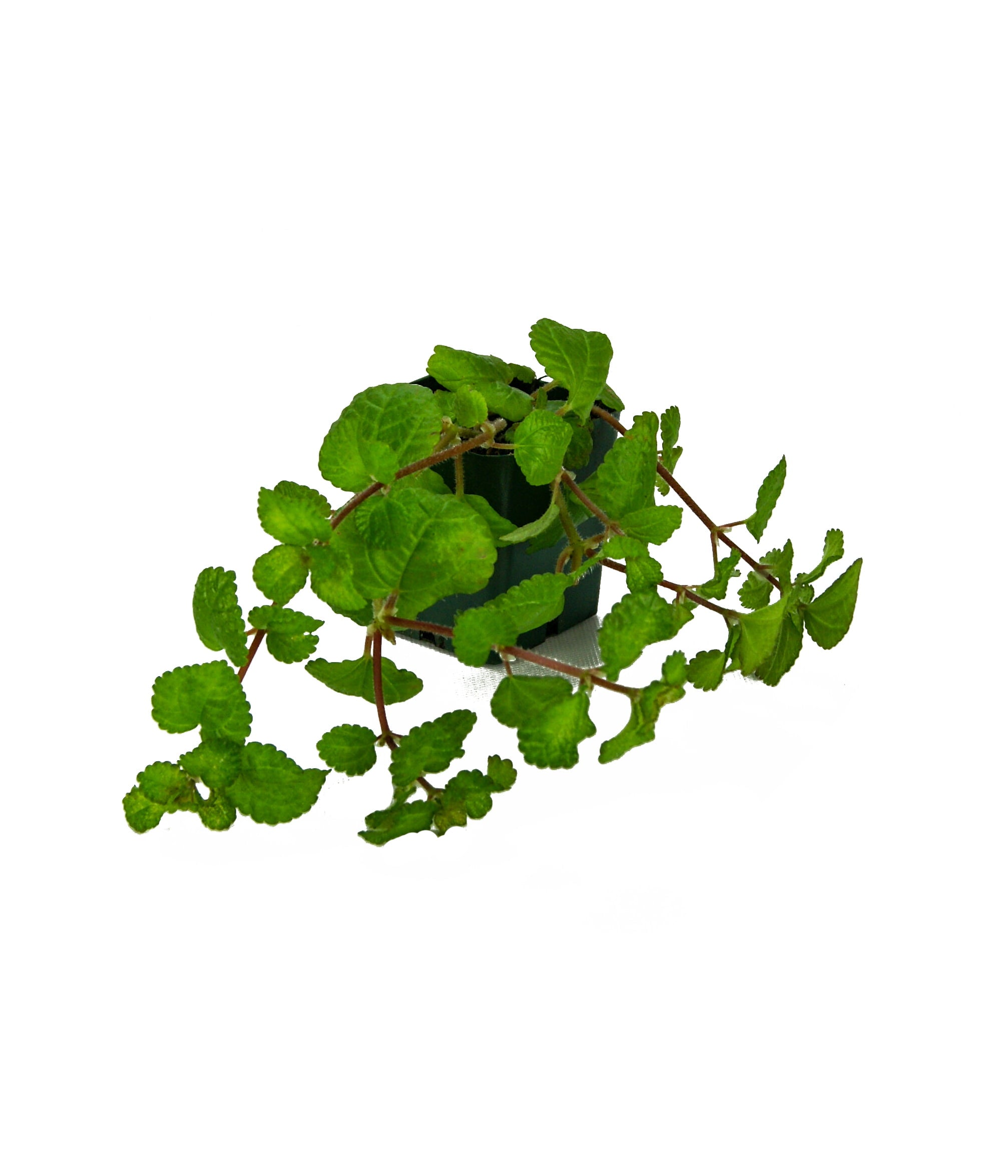 Pilea nummulariifolia 'Creeping Charlie'