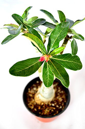 9GreenBox - Black Fire Desert Rose