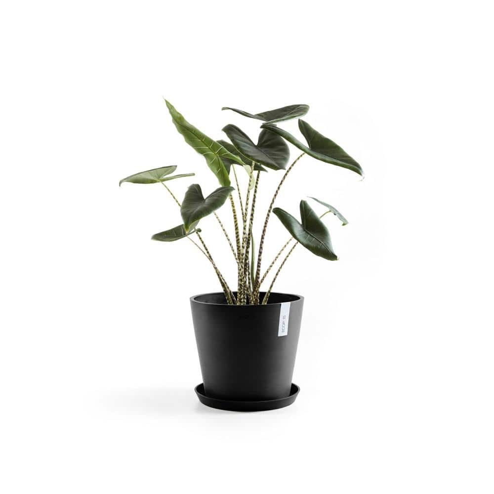 O ECOPOTS BY TPC Amsterdam 10 in. Dark Grey Premium Sustainable Planter ( with Saucer) AMS.25.DG