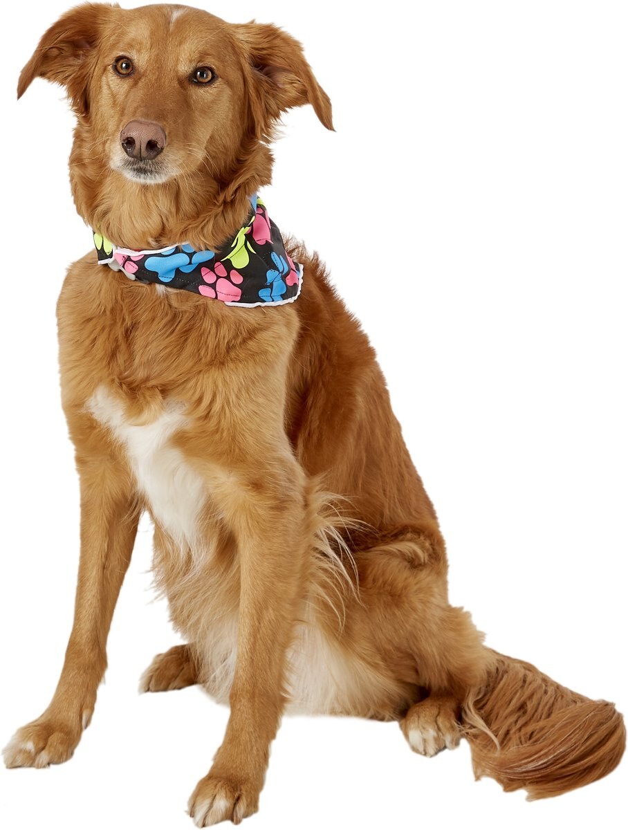 Healers Spot-Lite LED Lighted Dog Bandana