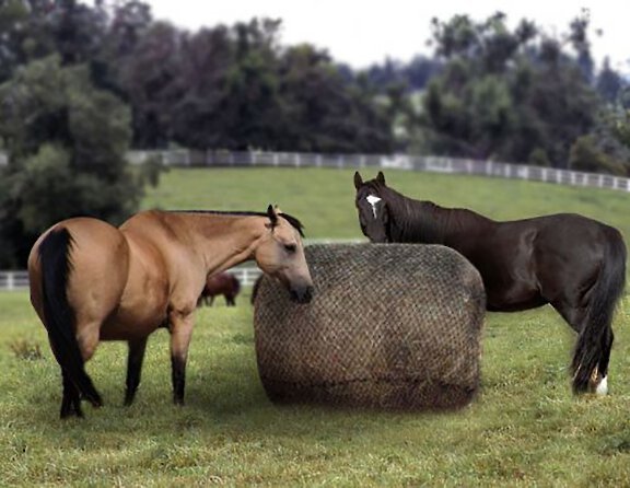 Horze Equestrian Multifeeder Horse Hay Net