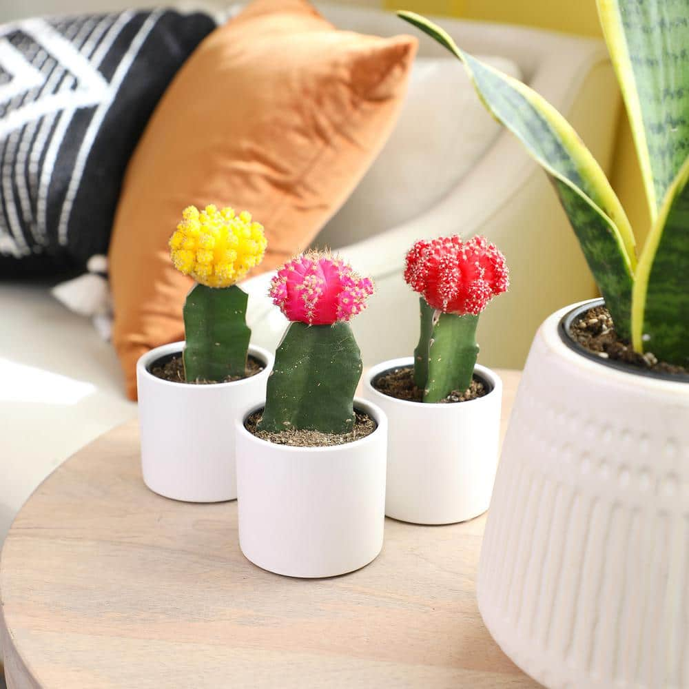 SMART PLANET 2.5 in. Assorted Grafted Cactus 3-Pack in White Glazed Clay Pot 0872545