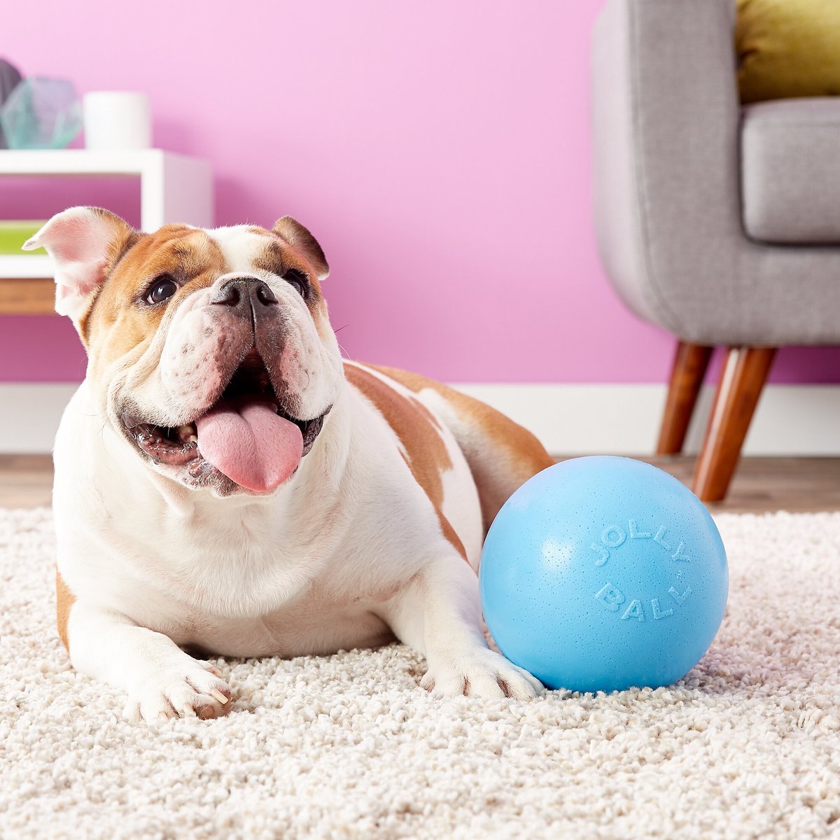 Jolly Pets Bounce-n-Play Dog Toy， Blueberry