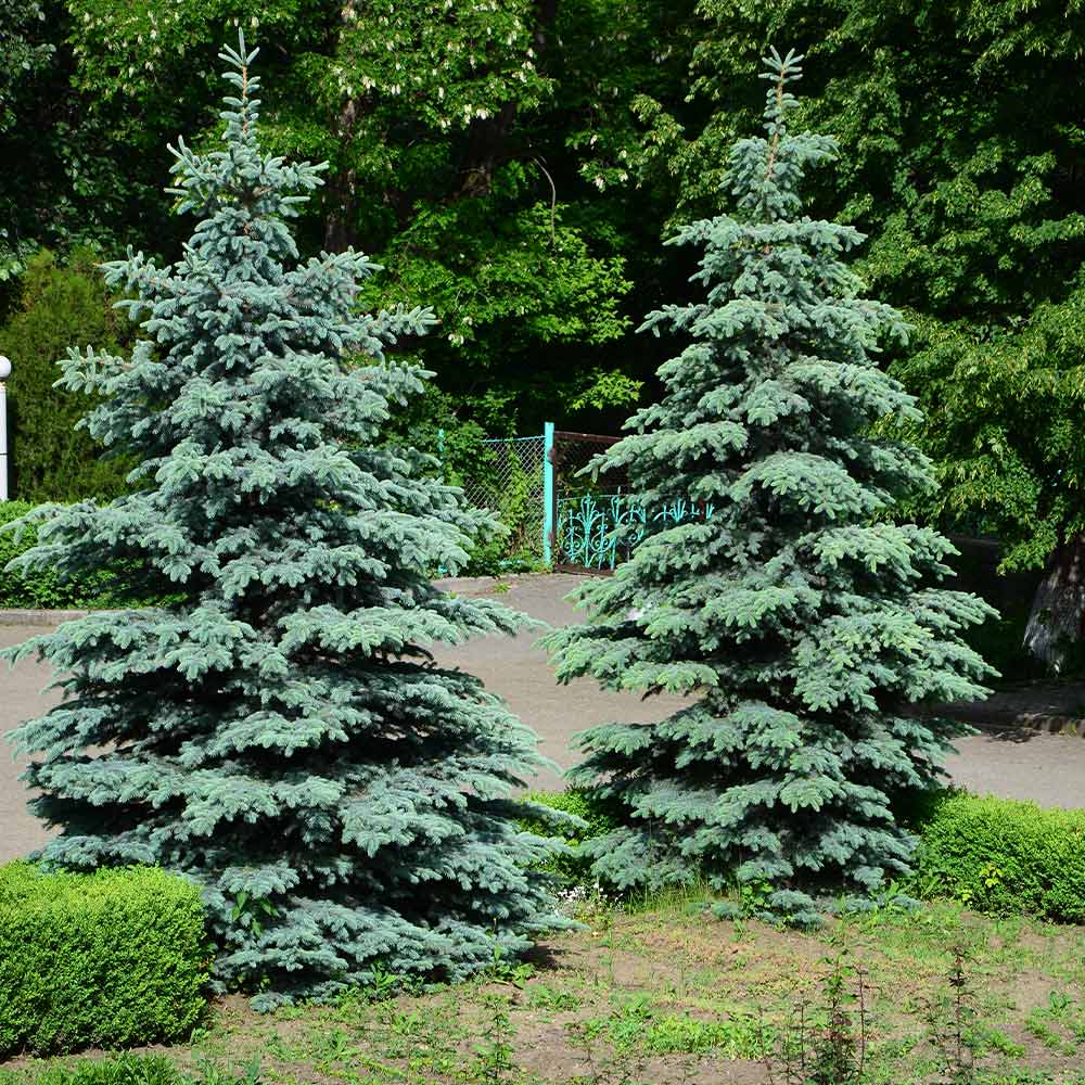 Blue Wonder Spruce Tree