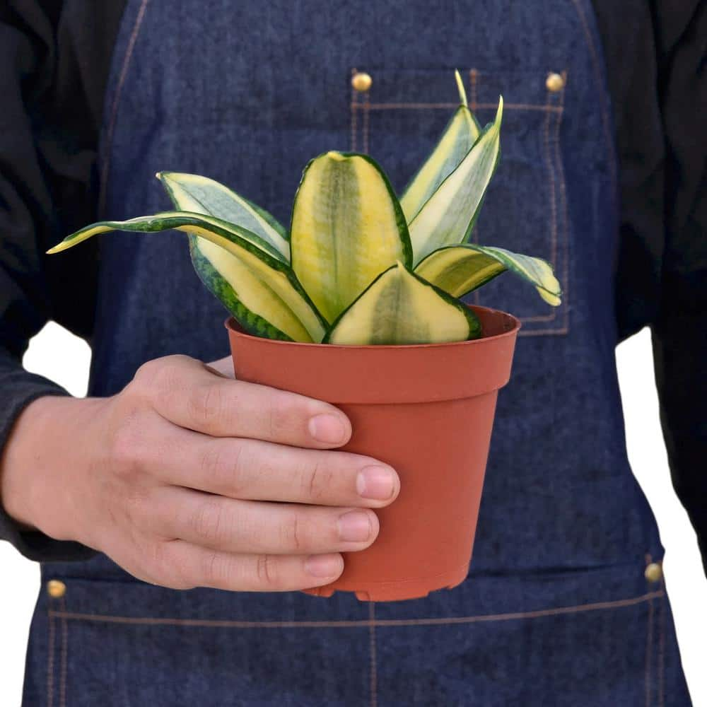 Snake Plant Gold Hahnii (Sansevieria Hahnii) Plant in 4 in. Grower Pot 4_SNAKE_GOLD.STAR