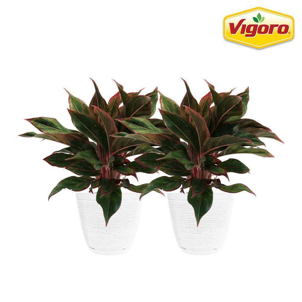 Vigoro Grower's Choice Aglaonema Chinese Evergreen Indoor Plant in 6 in. White Décor Pot Avg. Shipping Height 1-2 ft. (2-Pack) CO.AGS6.3.VI.WH