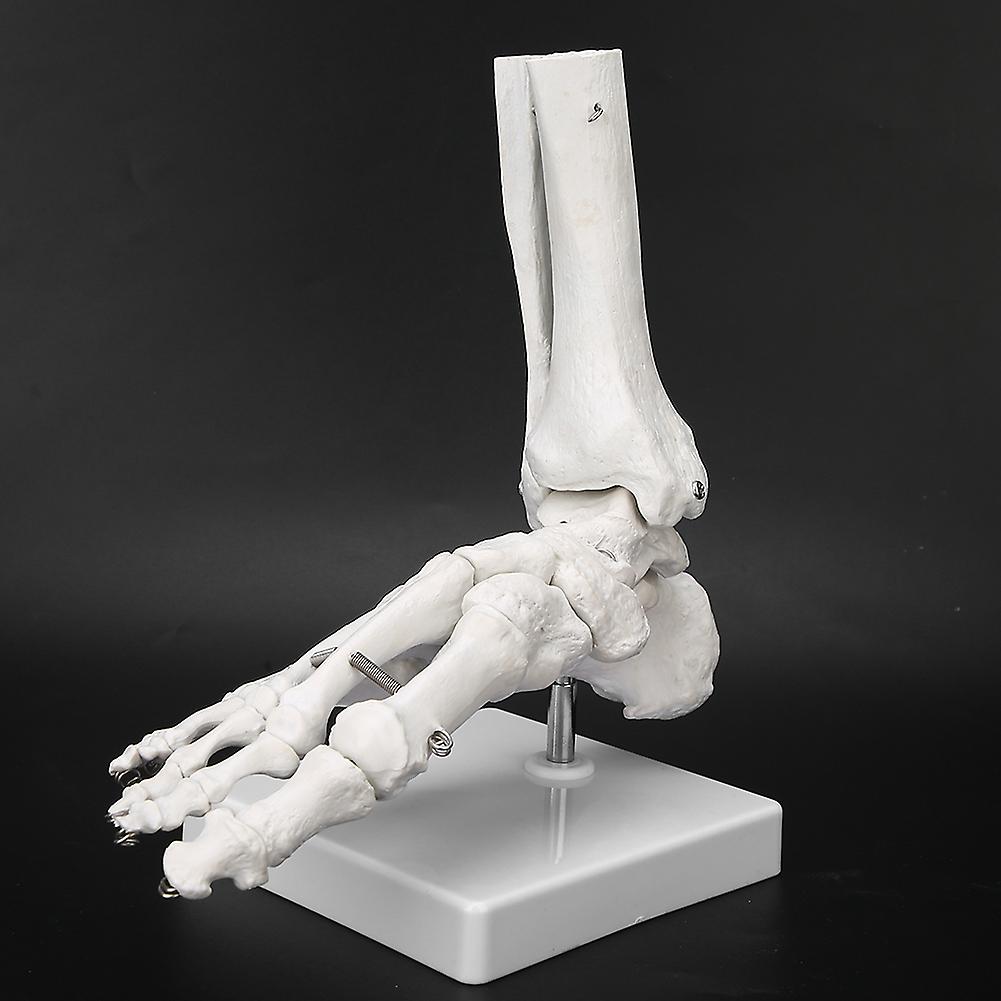 Foot Ankle Joint Model Demonstration Human Foot Teaching Model With Base