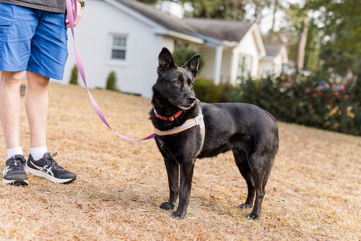 Doggy Tales Step In V Dog Harness