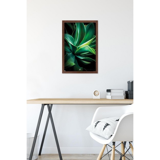 Trends International Succulents Closeup Framed Wall Poster Prints