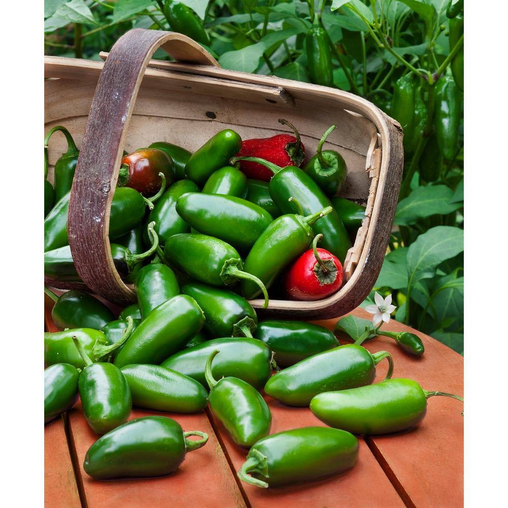 Bonnie Plants 19 oz. Hot Jalapeno Pepper Vegetable Plant 2500