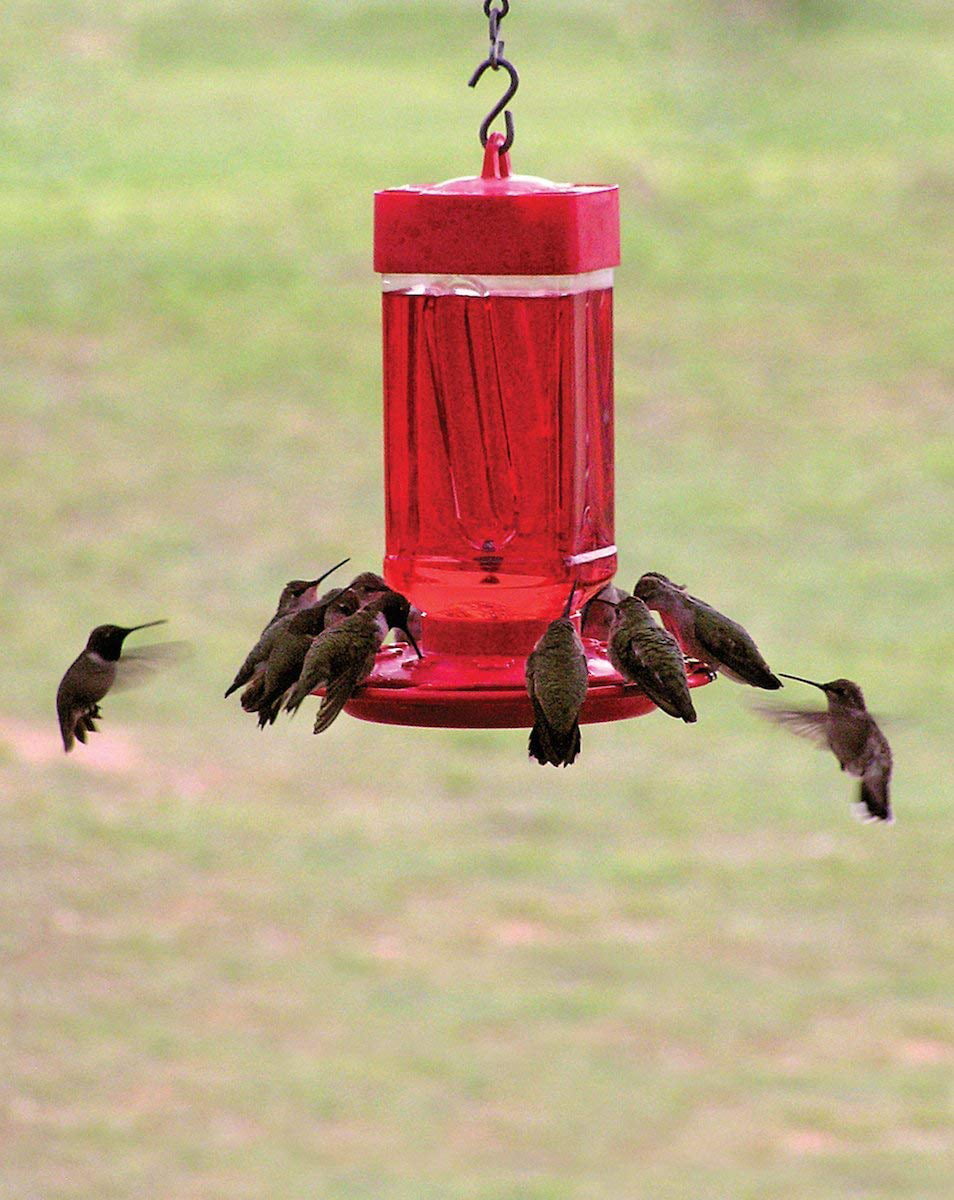 First Nature 32 oz. Hummingbird Feeder