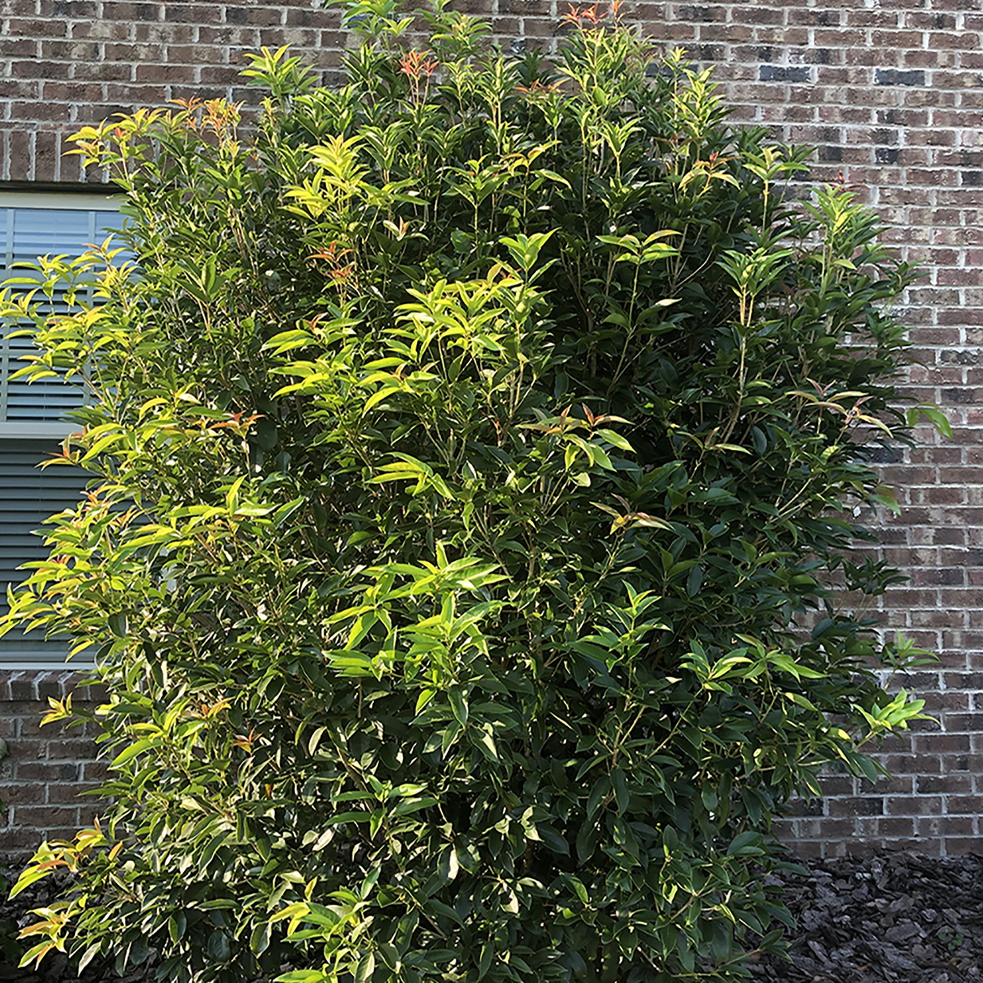 Baucom's Osmanthus Tea Olive Live Shrub (7 Gallon)