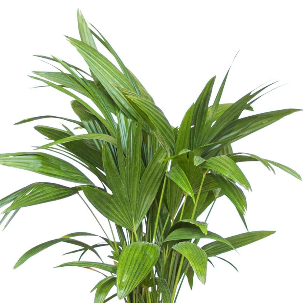 United Nursery Chinese Fan Palm Live Indoor Outdoor Plant in 10 inch Premium Sustainable Ecopots Dark Grey Pot FPALM10DG