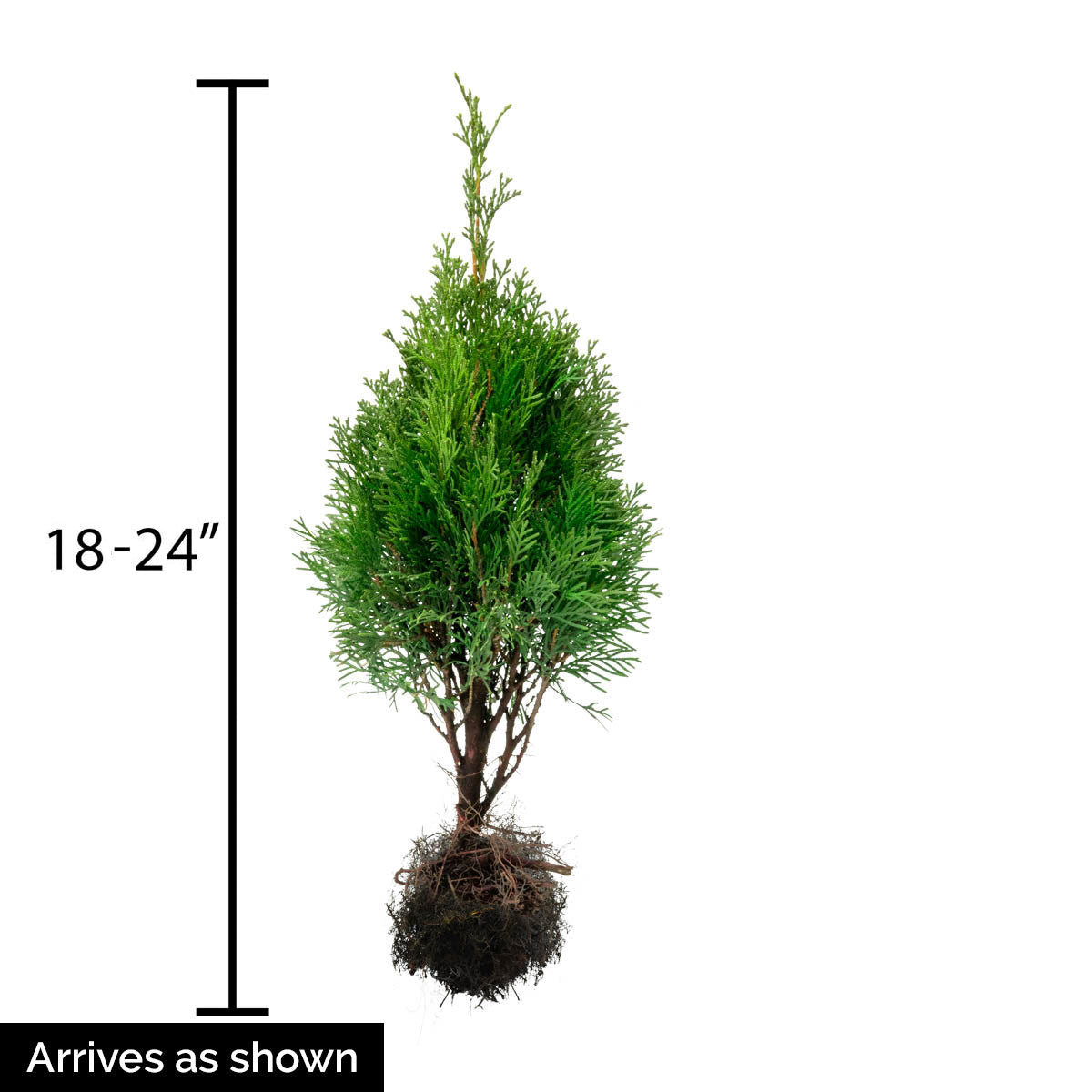 Emerald Green Arborvitae， Bare Root Evergreen Shrub， 18 to 24 inches tall， 1-Pack