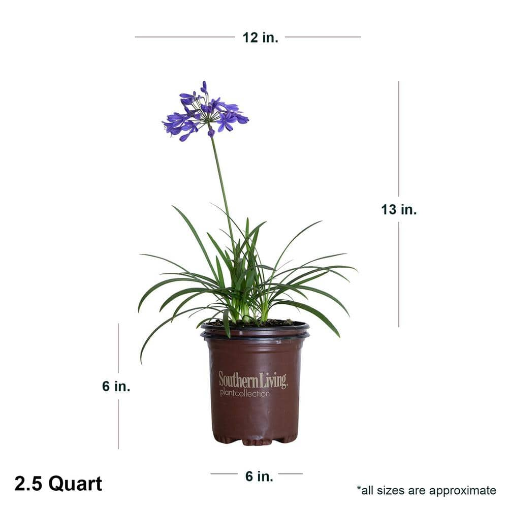 SOUTHERN LIVING 2.5 Qt. Little Blue Fountain Agapanthus With Deep Blue Flowers Live Perennial Plant 0287Q