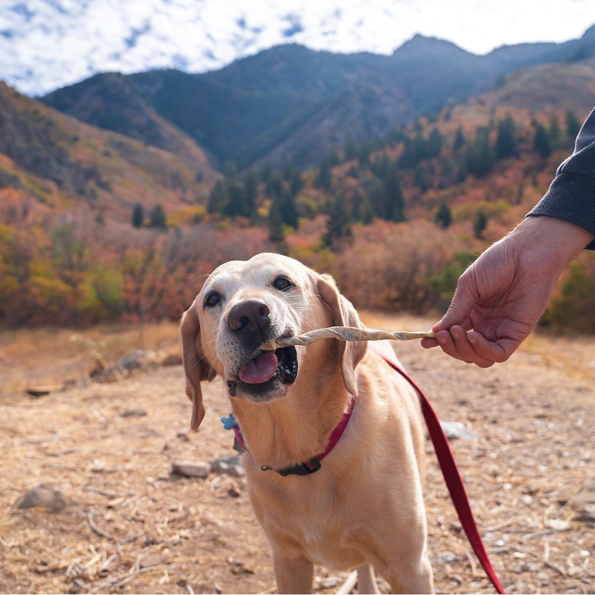 Flourish Cod Skins Freeze-Dried Dog Treats