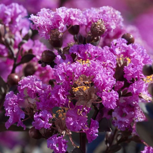 Purple Crape Myrtle Tree