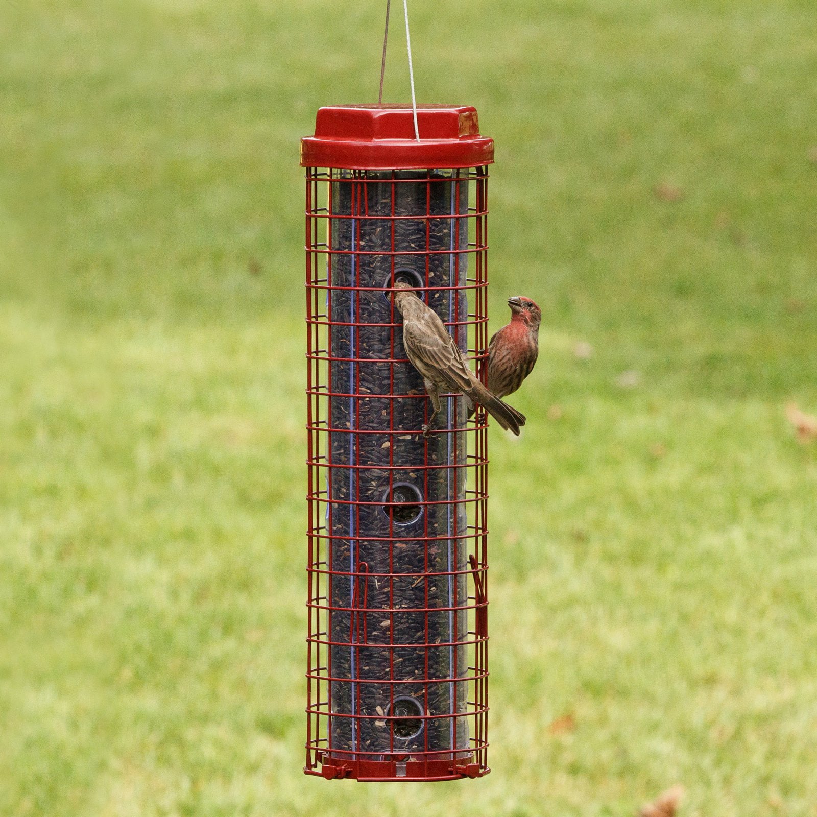 Perky-Pet Red Squirrel Resistant Easy Wild Bird Tube Feeder - 4 lb