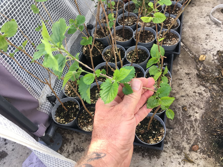 White Mulberry Tree - Morus Alba - Live Plant