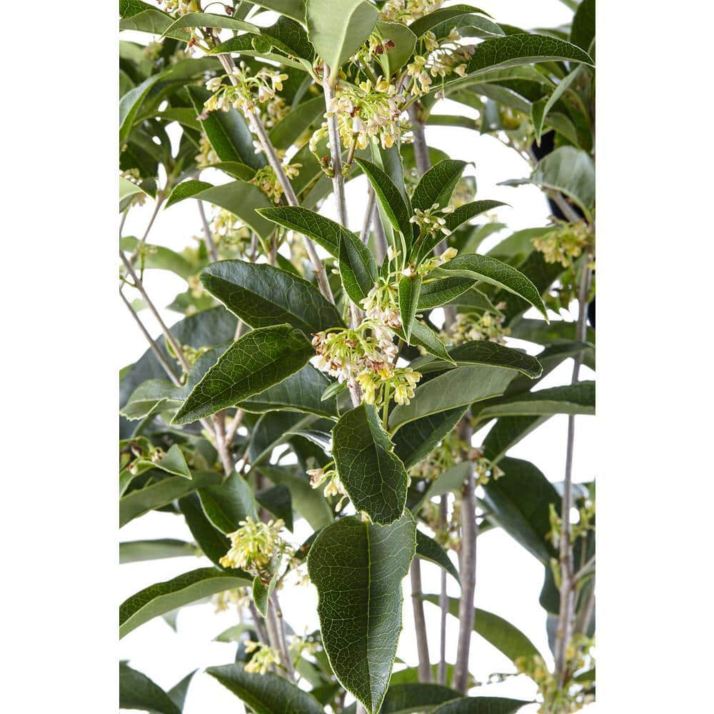 2.25 Gal. Osmanthus Tea Olive Shrub with White Fragrant Flowers 14446