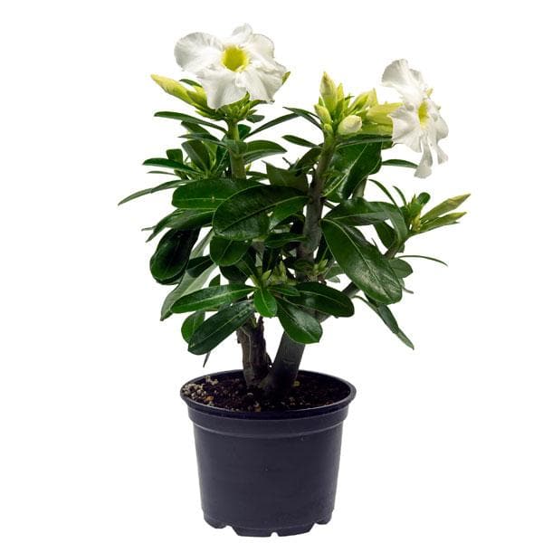 Adenium Plant, Desert Rose (White) - Plant