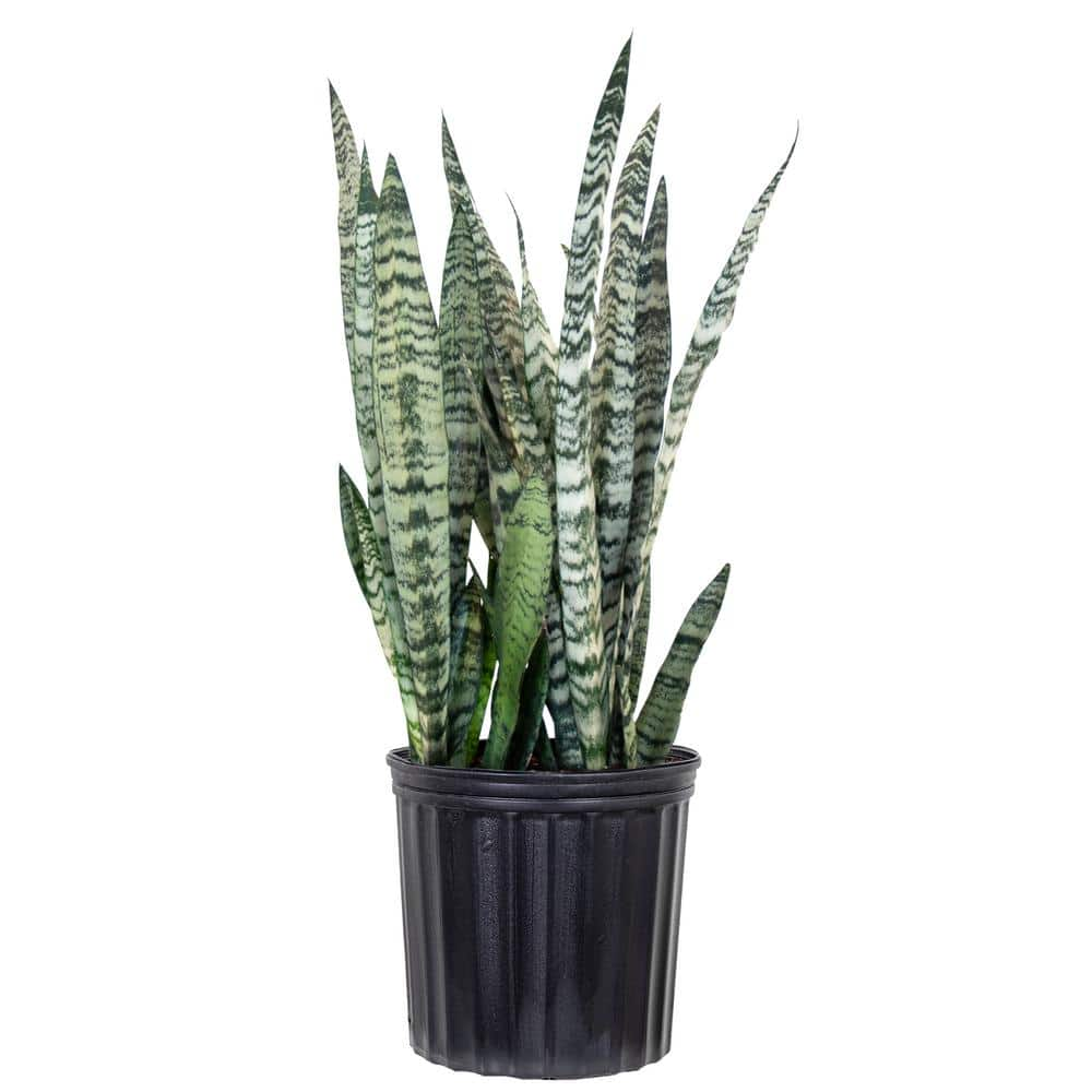 United Nursery Live Snake Plant Sansievieria Zeylanica in 9.25 Grower Pot 22693