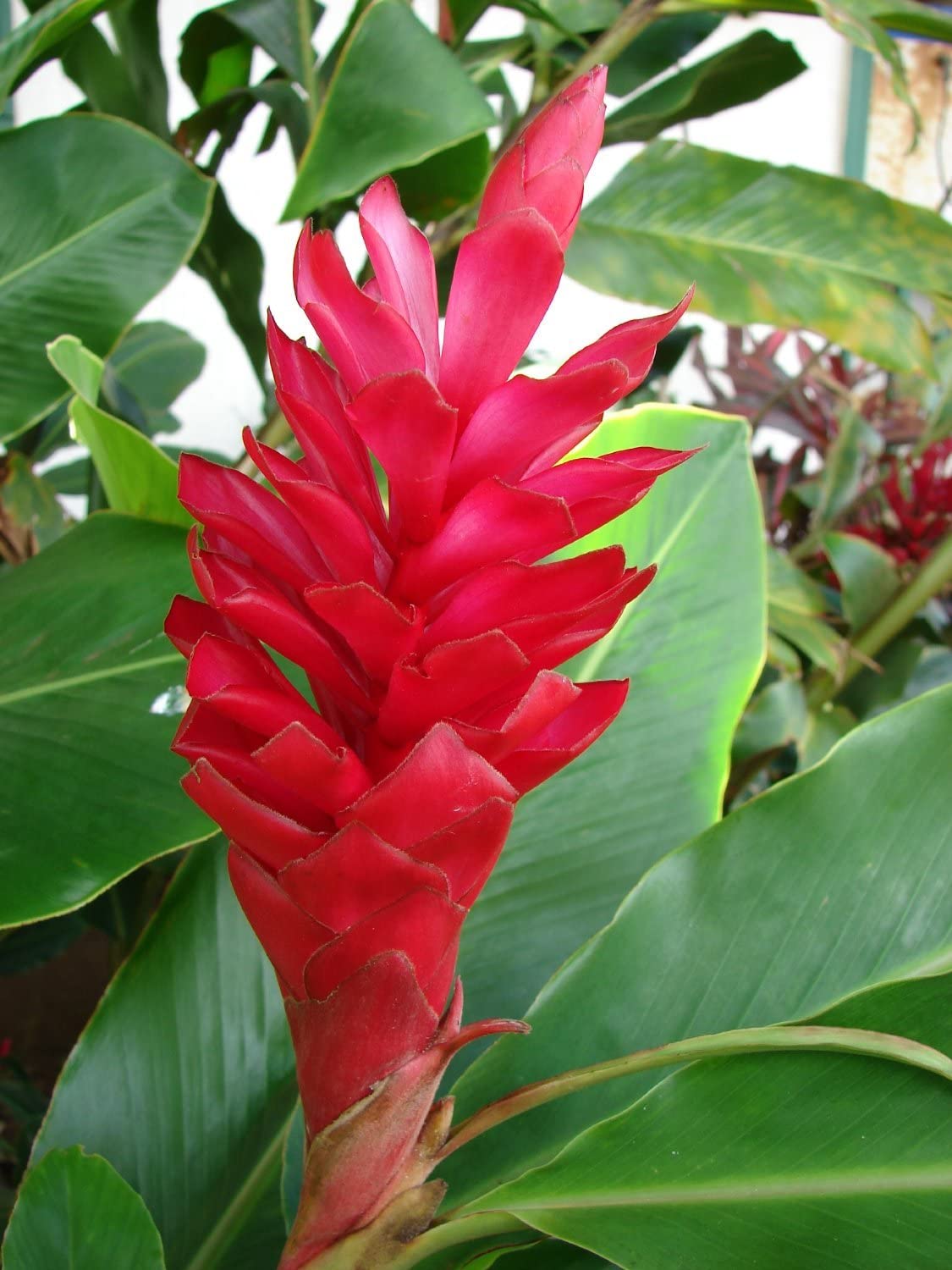 Live Red Ginger Plant 5