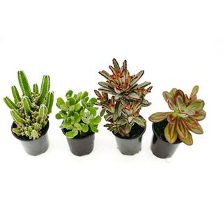 3.5 in. Assorted Succulent Plants Growers Choice (4-Pack) 30946