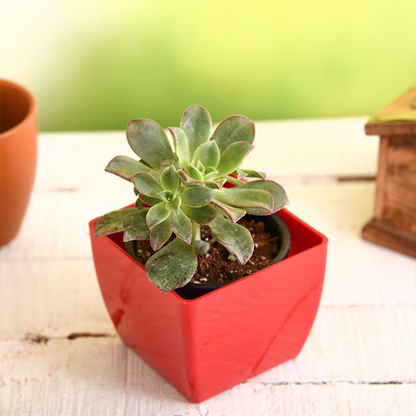 Aeonium decorum Tricolor - Succulent Plant