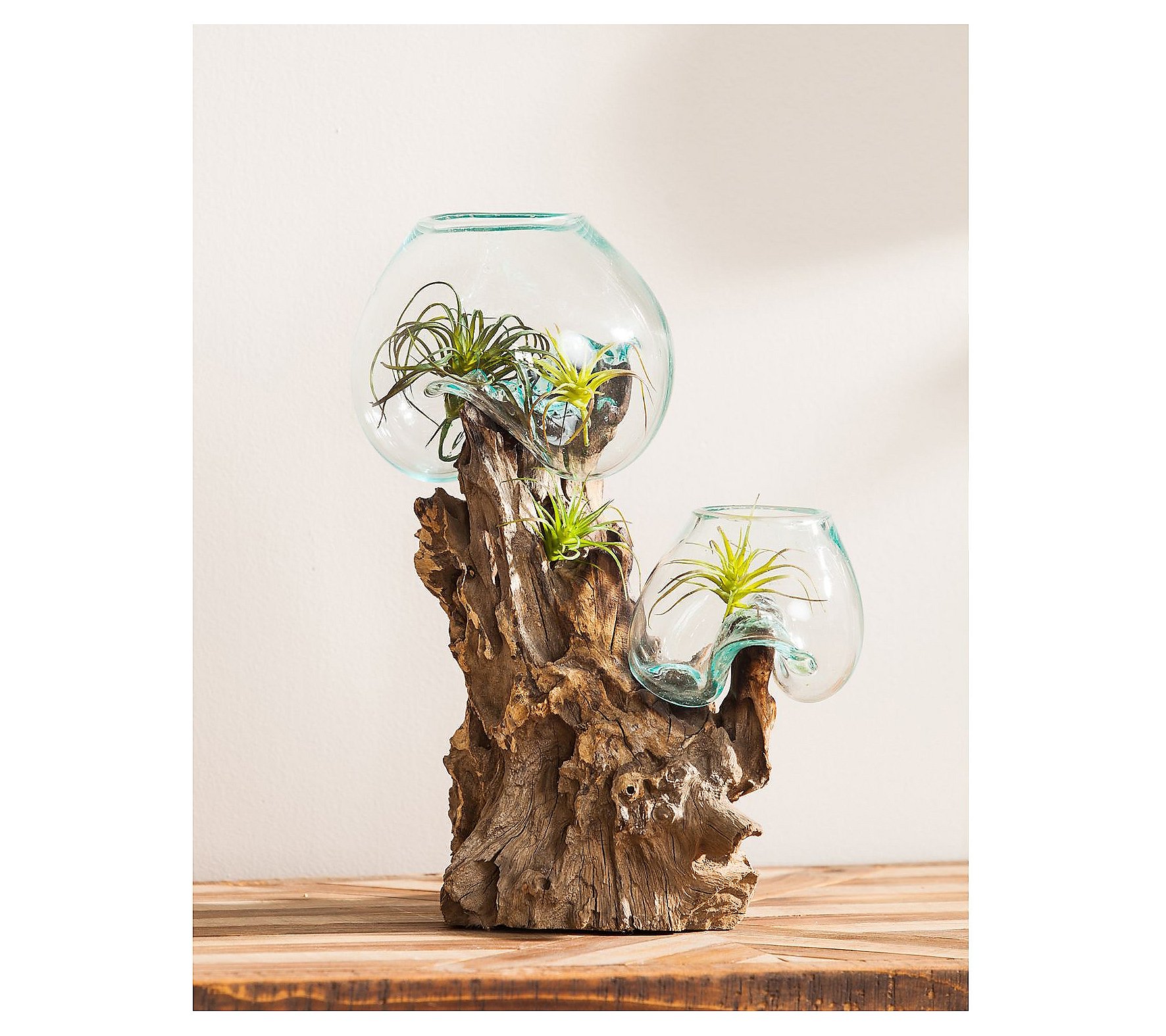 Evergreen Double Glass Planter on Driftwood