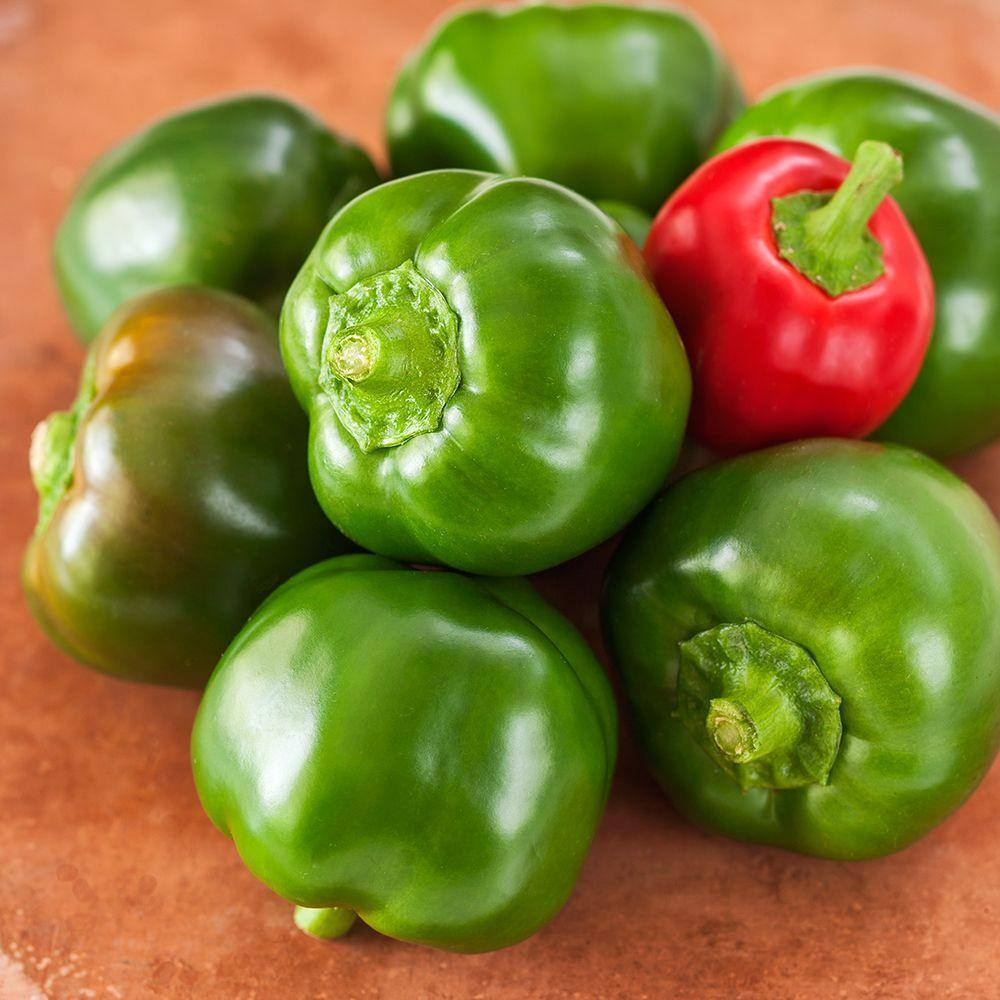 Bonnie Plants 19 oz. Mexibell Pepper Plant 2902