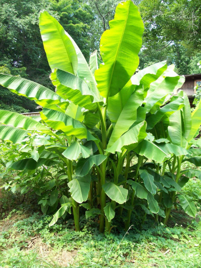 3 Musa Basjoo Banana Tree/ Hardy Banana Tree in 4 inch cups (one plant per cup)