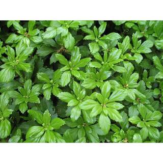 BELL NURSERY 4 in. Pachysandra Live Perennial Groundcover Plant (6-Pack) PACHY4GRE6PK