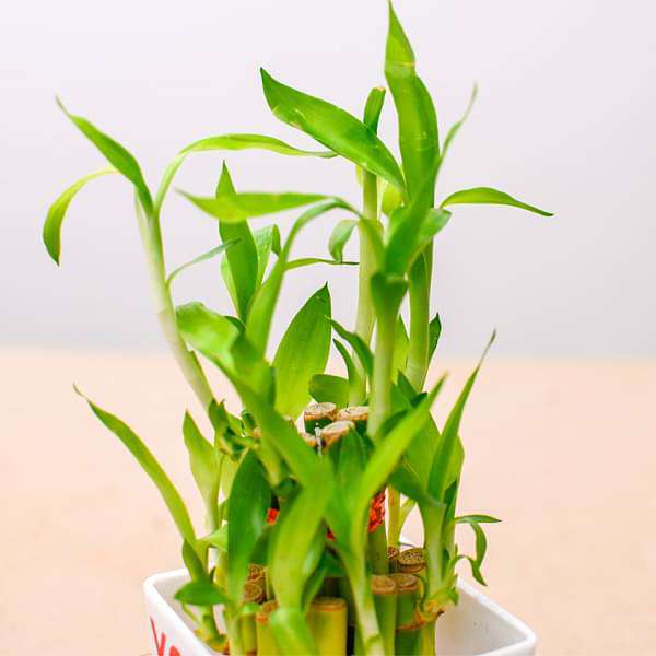 2 Layer Lucky Bamboo - Corporate Gift (set of 30)