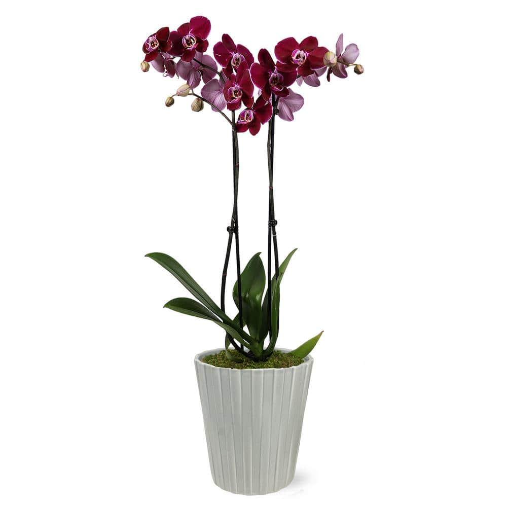 Just Add Ice Premium Orchid (Phalaenopsis) Dark Purple Plant in 5 in. Grey Ceramic Pottery J5014