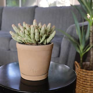 ALTMAN PLANTS Altman Reserve 6 in. Corn Cob Succulent (Euphorbia Mammillaris Variegata) in Cement Pot 0872979